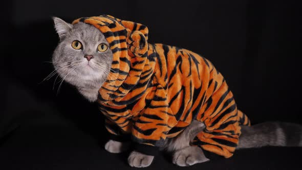 Cat Tiger celebrates New Year 2022