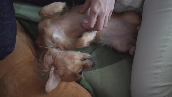 Adorable Funny Longhair Chihuaha Dog Sleeps on Plaid