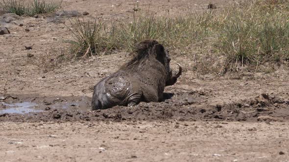 980161 Warthog, phacochoerus aethiopicus, Adult having Mud Bath, Scratching, Nairobi Park in Kenya,