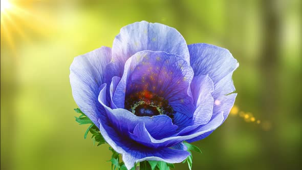 Beautiful Blue Anemone Flower Blooming on the Background of the Forest and the Rays of the Sun