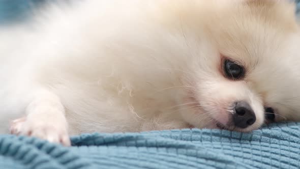 close up lazy pomeranian white puppy dog with happy tongue face lay down on sofa