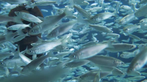 Big school of small fish swimming around