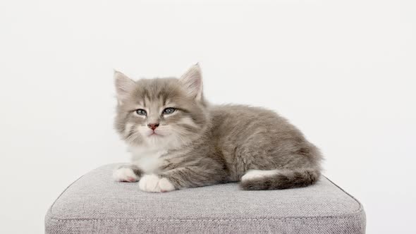 Grey Striped Kitten Wakes Up and Stretches