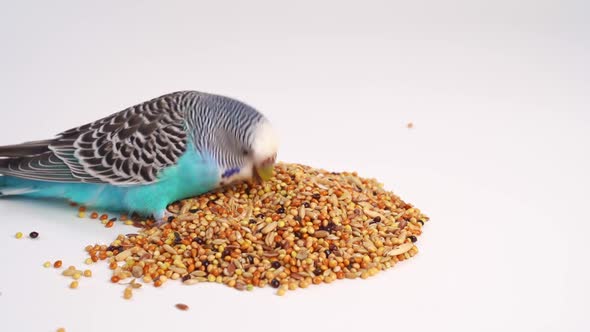 Blue Wavy Parrot Eats Bird Food on a White Background