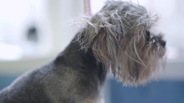 Yorkshire Terrier in Pet Grooming Salon. Pet Care. Adorable Dog in Barber Pet. Pet Grooming Salon.