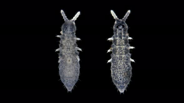 Collembola Under the Microscope, an Insect of the Family Onychiuroidea