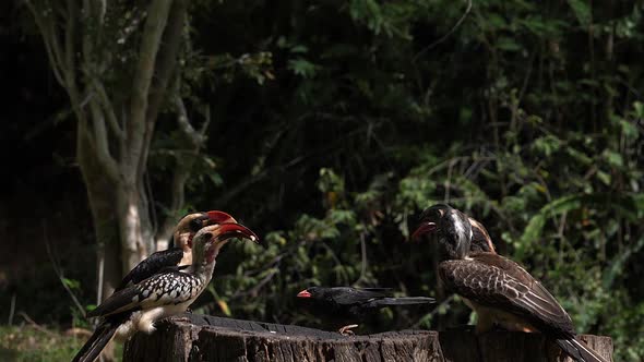 Birds at the Feeder, Von der Decken's Hornbill, African Grey Hornbill, Red-billed Hornbill