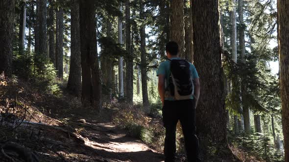 Young male solo hiking through a beautiful forest.