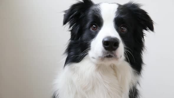 Funny Studio Portrait of Cute Smiling Puppy Dog Border Collie Isolated on White Background