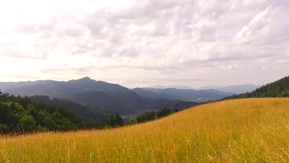 Summer Pastures With Big Grass