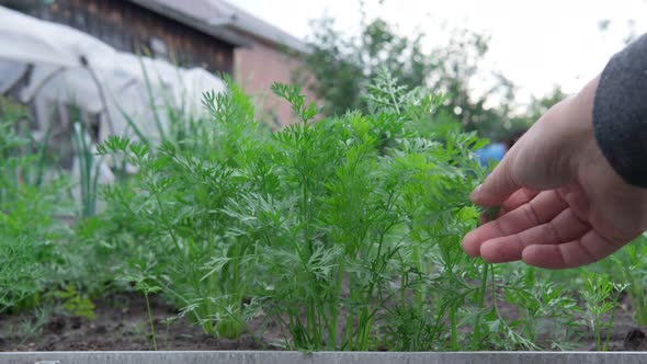 Gardening and Agriculture Concept Carrot Harvest