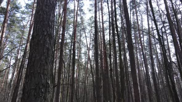 Trees in a Pine Forest During the Day Aerial View