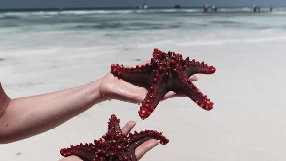 Woman Hands Holds Two Red Starfish Over Transparent Ocean Water on White Beach