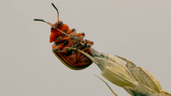 Close up of Colorado potato beetle climbing on plant in wilderness against grey sky