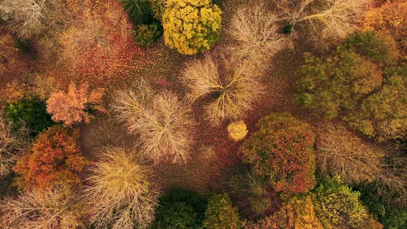 Aerial top-view  forest in autumn
