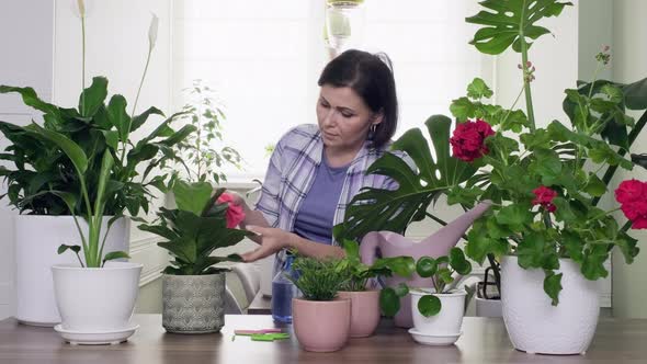 Indoor Houseplants in Pots