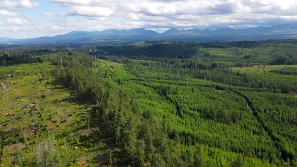 Partially logged forest on Vancouver Island revealed by cinematic drone on a summer day. Panning cam