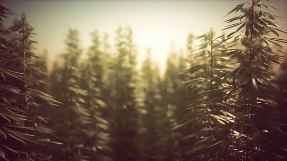 Field of Green Medial Cannabis