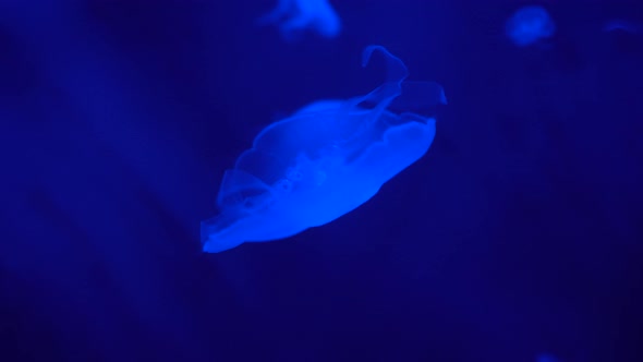 Graceful Jellyfish Floating at A Blue Background Underwater, Close Up