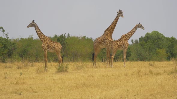 Masai giraffes in savannah