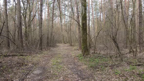 Road in the Forest During the Day Slow Motion