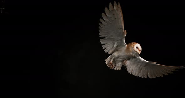 900184 Barn Owl, tyto alba, Adult in flight, Normandy, Slow Motion 4K