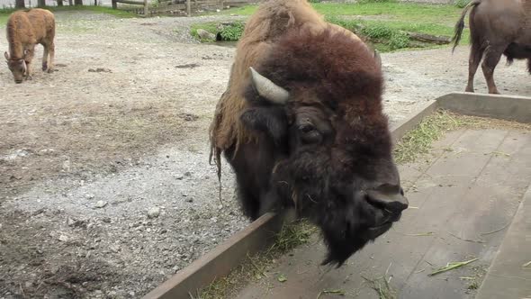 Large European Bison Eating Grass On The Wooden Crate Within The Farm In Austria. medium shot