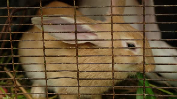 Couple Rabbits Eating Grass Leaves in a Cage in the Farmyard or Home