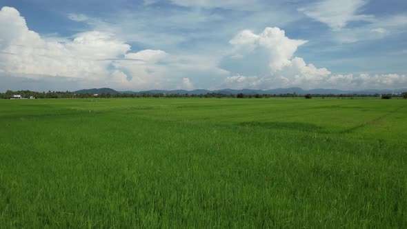 The Paddy Rice Fields of Kedah and Perlis, Malaysia