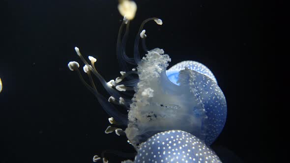 Close up shot of White-Spotted Jellyfish family swimming in clear water lighting by sun