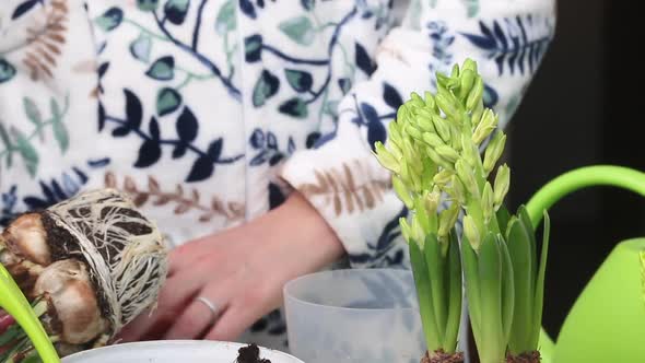 The Woman Transplants The Primroses Into A New Pot. Daffodil And Hyacinth Bulbs With Buds. Close Up.