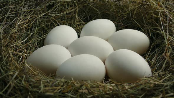 Generic Animal Eggs In Nest