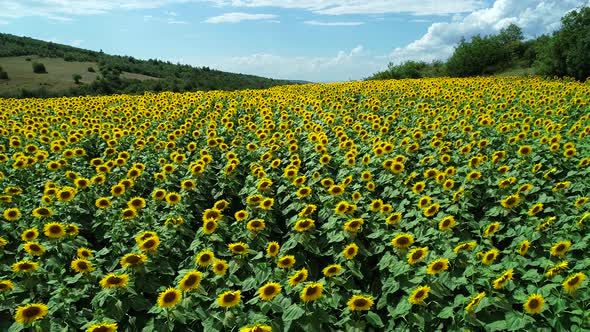 Sunflowers  Field