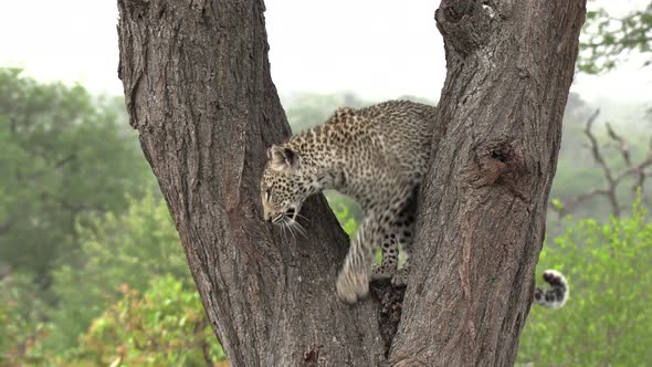 A leopard climbing down a tree in South Africa.