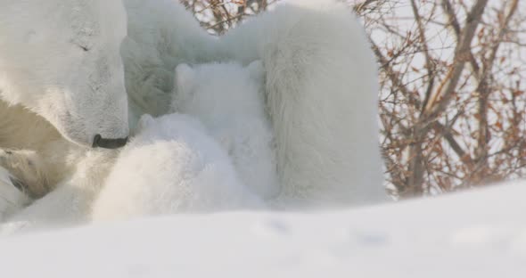 Close up of two Polar Bear cubs sleeping with sow as snow blows in the foreground.