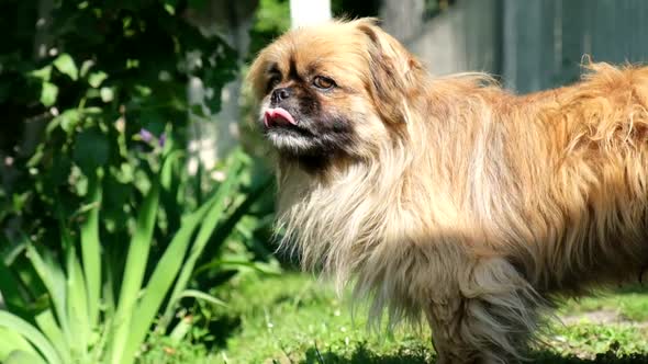 Decorative dog breed, bred in China