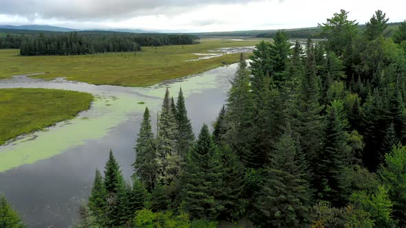 Aerial revealing shot rising over rich green trees to the still waters of Shirley Bog winding throug