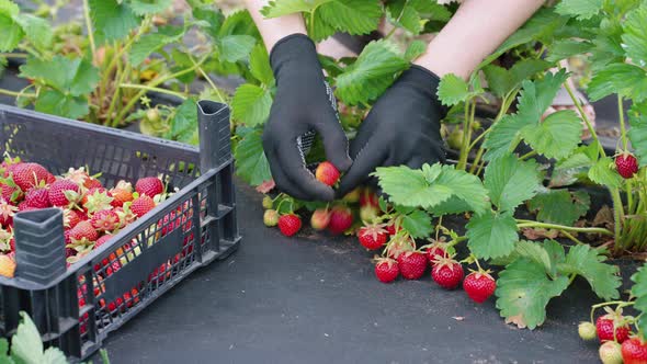 Hands of Female Farmer Harvesting Fresh Strawberries