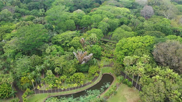 Mauritius Pamplemus Botanical Garden Top View of the Pond with Giant Water Lilies Victoria Regnal