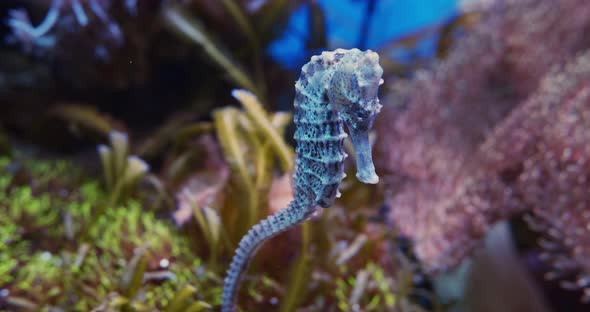 Majestic and Closer Look at a Sea Horse with Sea Anemonies in Background