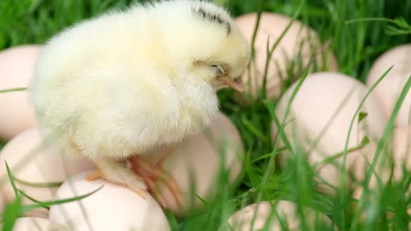 Yellow Newborn Chicken with Eggs