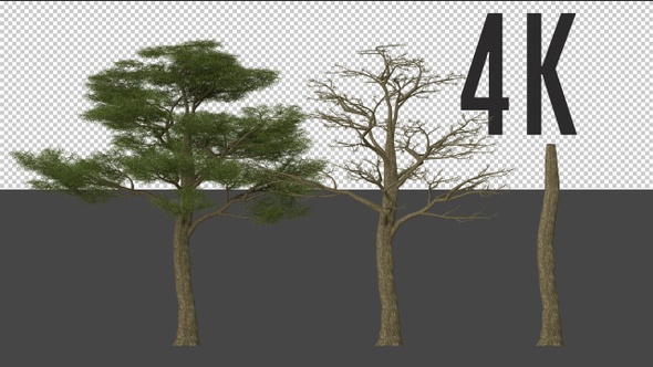 Thorn Tree Growing alt