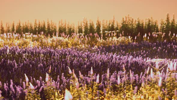 Blooming Lavender Field Under the Colors of the Summer Sunset