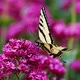 Butterfly feeding from flowers - VideoHive Item for Sale