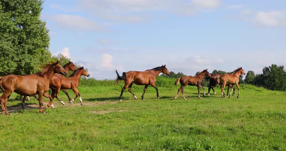 Running horses on the green meadow