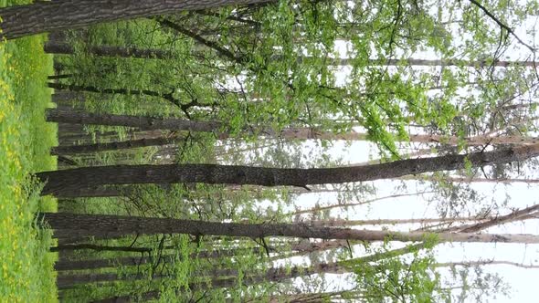 Vertical Video of a Forest with Pine Trees