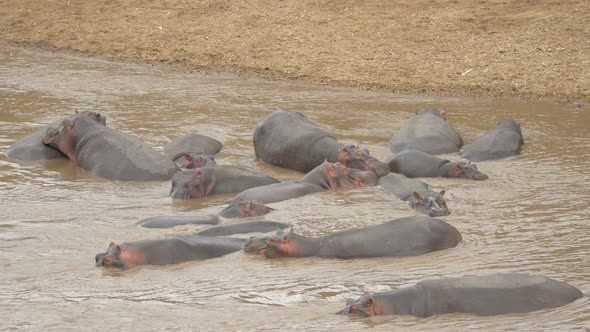 Hippopotamus pod cooling off in the Mara River