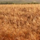 Wheat Grain - Wheat Fields - VideoHive Item for Sale