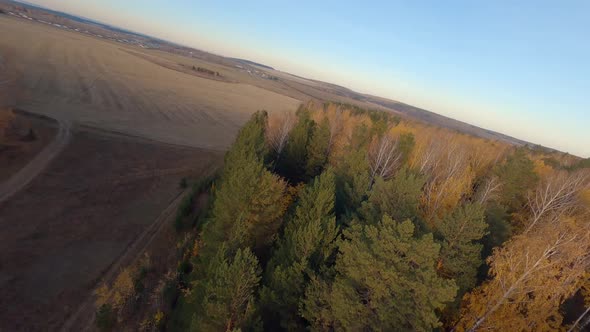 FPV drone view of a pine tree and birch autumn forest 08