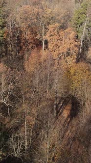 Vertical Video of an Autumn Forest During the Day